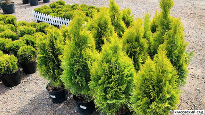 Туя Кинг Смарагд - King of Smaragd