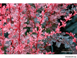 Барбарис Роуз Глоу - Rose Glow