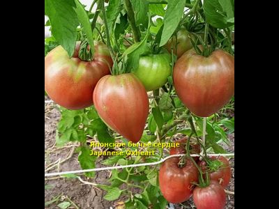 Томат Японское бычье сердце (Japanese Oxheart)