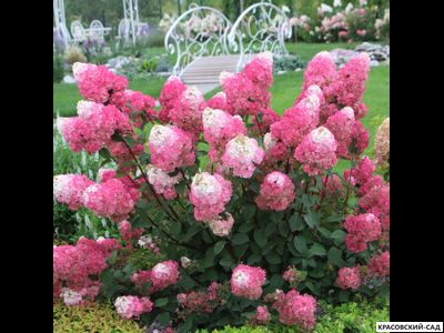 Гортензия Самарская Лидия