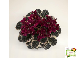 Black Jewel (H.Pittman) 02/14/04