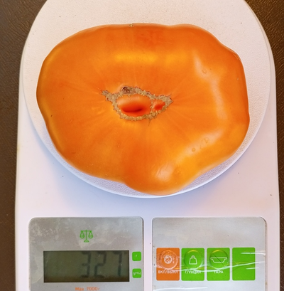 Томат Летний сидр (Summer Cider, США)