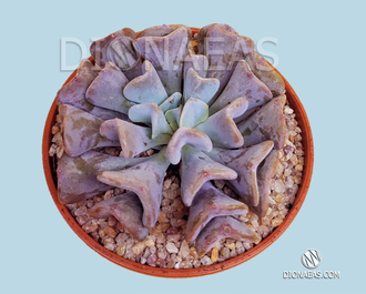 Эхеверия Кубик Фрост  - Echeveria Cubic Frost,  Эхеверия Кубический Мороз