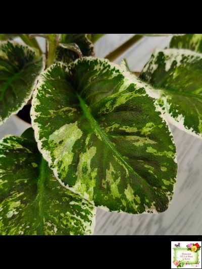 КНН-Крокус (Н. Куриленко) 2022 г. (лист с детками посажен 23.07.25)