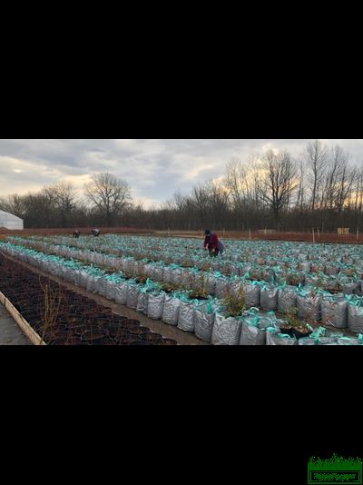 Сумка для растений с ручками Т392 (100х50) Р 180 г/м2  (20шт.)