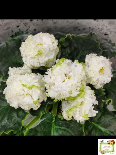 ЕК-Изумрудные Розы (Е.Коршунова) 2018 г.