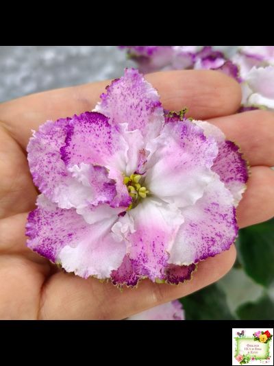 БР-Зажигают Огоньки (С. и Н. Буркацкие) 2024 г.