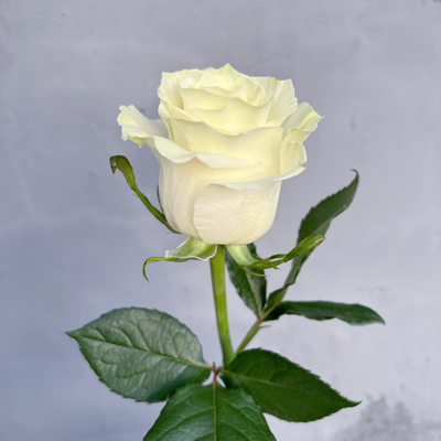 Роза Эквадор белая