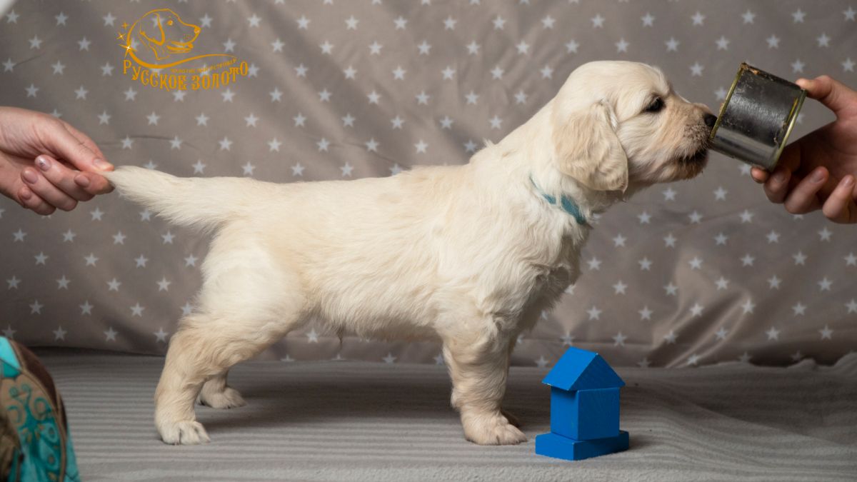 РЗ Шимур Авентино, мальчик голубая ленточка, 1 месяц