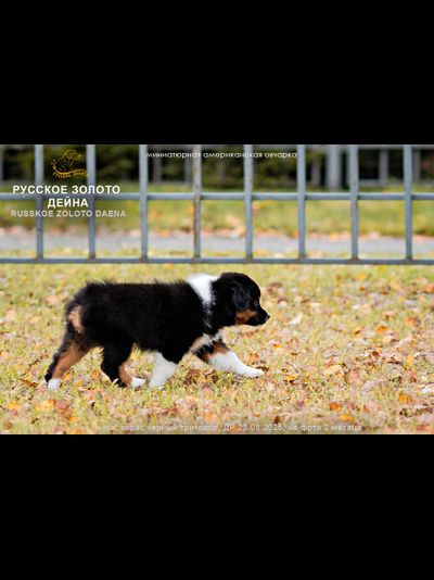 девочка ЖЕЛТЫЙ ошейничек Д-2025, mas