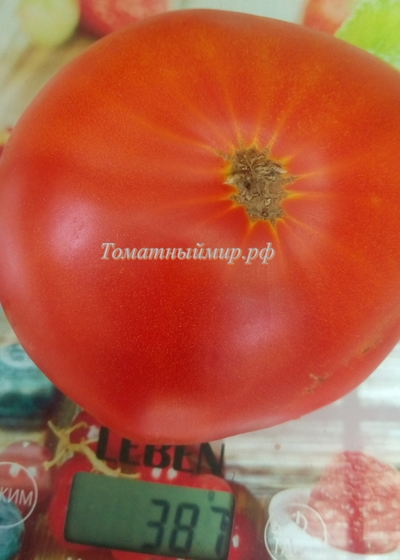 Томат Зарево