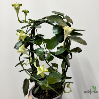 Церопегия Сандерсона / Ceropegia sandersonii