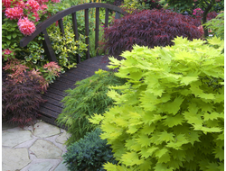 ЛИСТВЕННЫЕ ДЕРЕВЬЯ И КУСТАРНИКИ