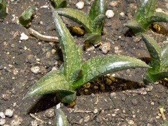 Haworthia venosa ssp.tessellata - укорененная детка