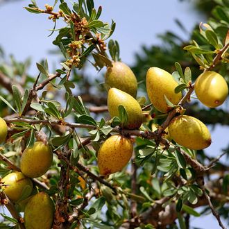 Аргана (нераф), Organic, Марокко 100 мл