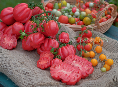 Томат Gezante Tomato Buhrer-Keel (Зубчатый Помидор), 10 шт