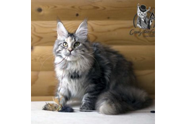 Волгоградский питомник Мейн кунов GangsterCat. Сайт: www.gangstercat.ru Тел: +7 (917) 335-09-66 (WhatsApp, Viber, Telegram), Татьяна.