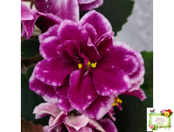 АВ-Последняя Любовь Самурая (Фиалковод) 2021 г.