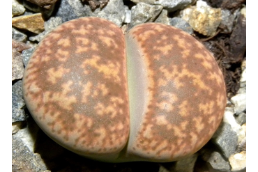 Lithops gesinae (Литопс Джесин)