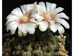 Gymnocalycium intertextum VG-312 - 5 семян