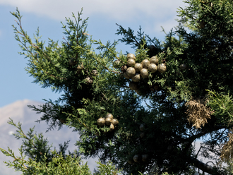 Кипарис (Cupressus sempervirens), лапки, Крым (5 мл)  - 100% натуральное эфирное масло