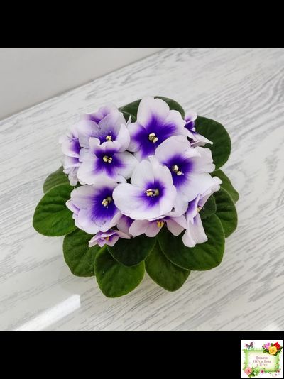 ЛЕ-Мятная Прохлада (Е. Лебецкая) 2019 г.