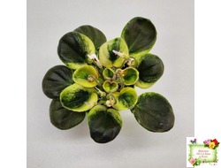 LV-Son-in-Law (Л. Шевелева) 2023 г. (любимый зять) (клакамас бастл-листва с кроновой пестролистностью)