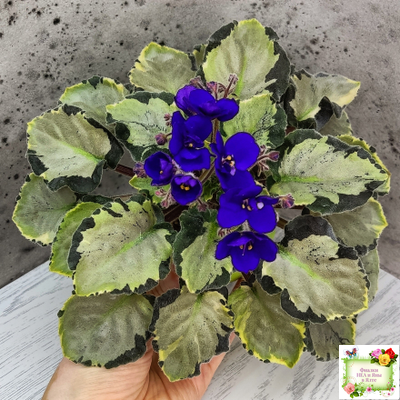 Harmony's Little Stinker-2 (Harmony) листовая химера