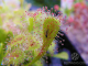 Drosera Nidiformis