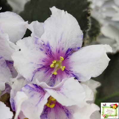 Dn-Love Time (Д. Денисенко) 2021 г.