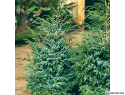 Можжевельник Блю Альпс - Blue Alps