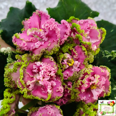 МТ-Яблочные Облака (М. Тотиева) 2023 г.