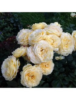 Касто Гомбер (Casteu Gombert)