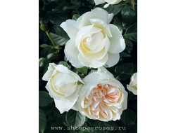 Мон Жарден э ма Мезон