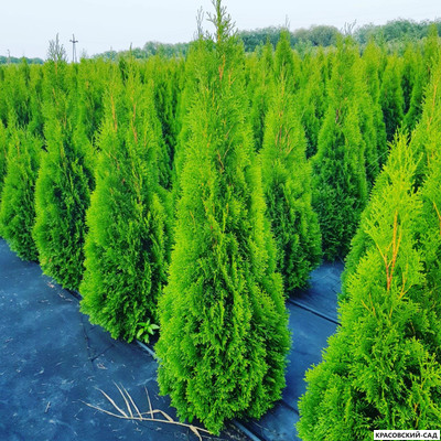 Туя Смарагд - Smaragd