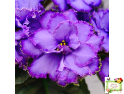 Blue Dragon (LLG/P.Sorano) (9516) 12/17/2005