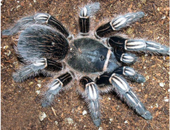 Зебровый птицеед (Aphonopelma seemanni)