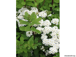 Спирея ниппонская Халвард Сильвер - Halward`s Silver