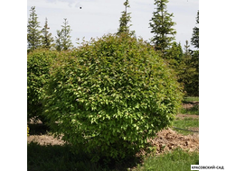 Топиар клён Татарский в форме шара