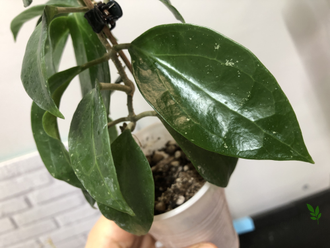 20/11/2024 Hoya Limoniaca