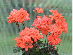Пеларгония Marmalade