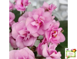 Dresden Doll (P. Harris) (7259) 11/24/1989 трейлер