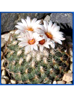 Gymnocactus ysabelae PP 835