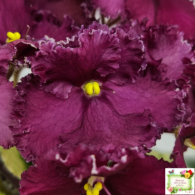 ЛЕ-Шелковые Кружева (Е. Лебецкая) 2017 г. (лист посажен 28.01.26)