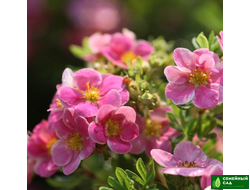 Лапчатка кустарниковая "Pink Paradise" (Пинк Парадайс)