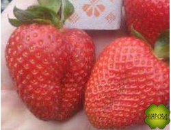 КЛУБНИКА "СИРИЯ" (СРЕДНЕСПЕЛАЯ, МАЛО УСОВ, ФРУКТОВЫЙ АРОМАТ)