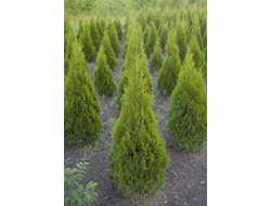 Туя западная Джоска (Joska) 0,5 л