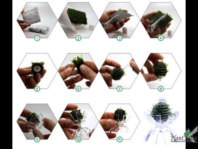 SwetAqua WF-01 - Декоративная кормушка для растительного корма