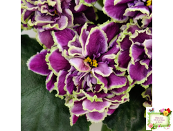 ВаТ-Классический Вкус (Т. Валькова) 2019 г.