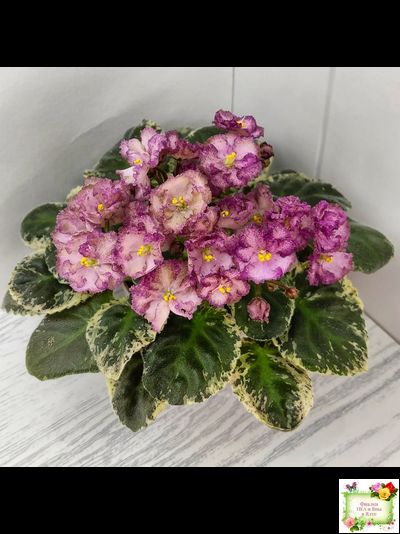 Н-Яшма (Н. Бердникова) 2015 г.